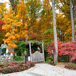 Fall in the Park