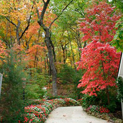 Fall in the Park