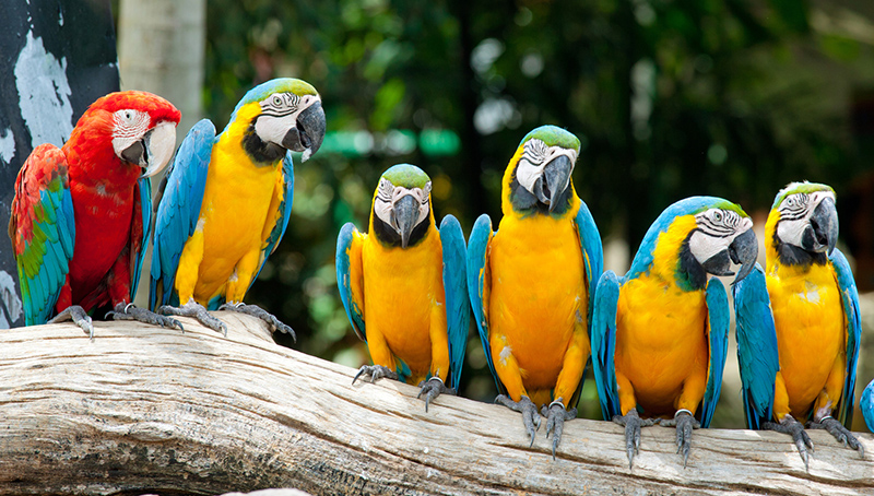 colorful macaws sitting in a tree